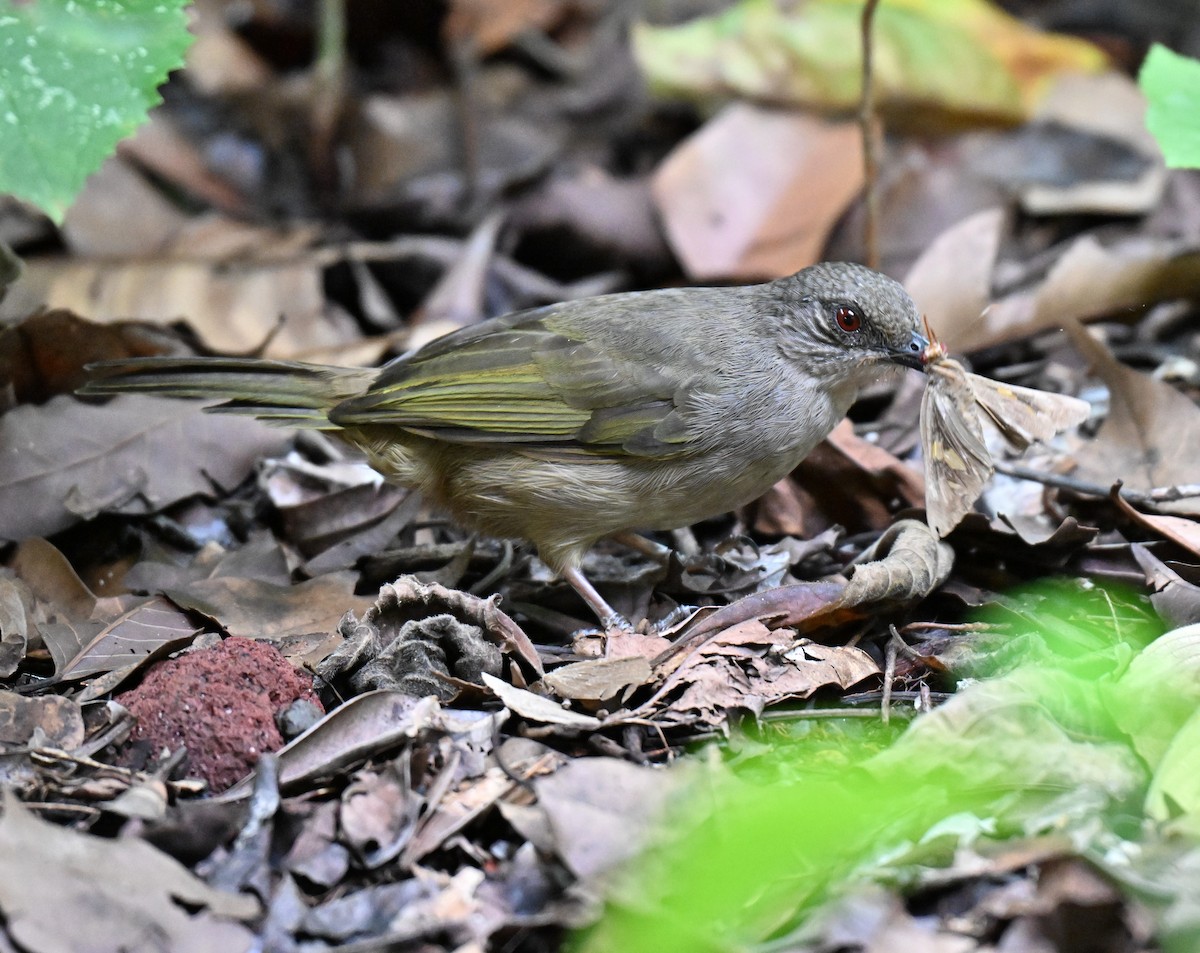 Olive-winged Bulbul - ML641052561