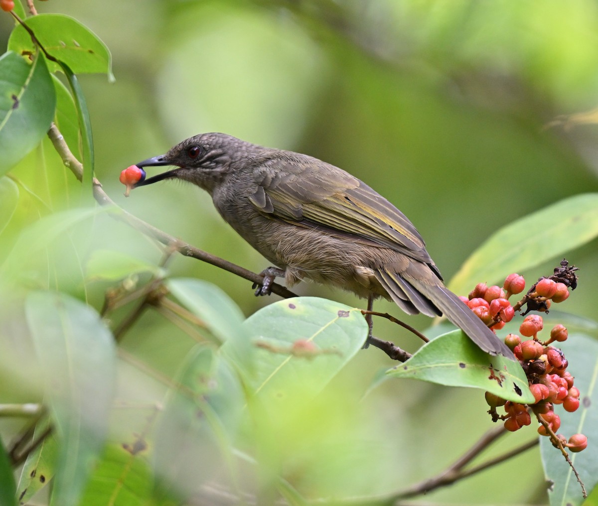 Olive-winged Bulbul - ML641052566