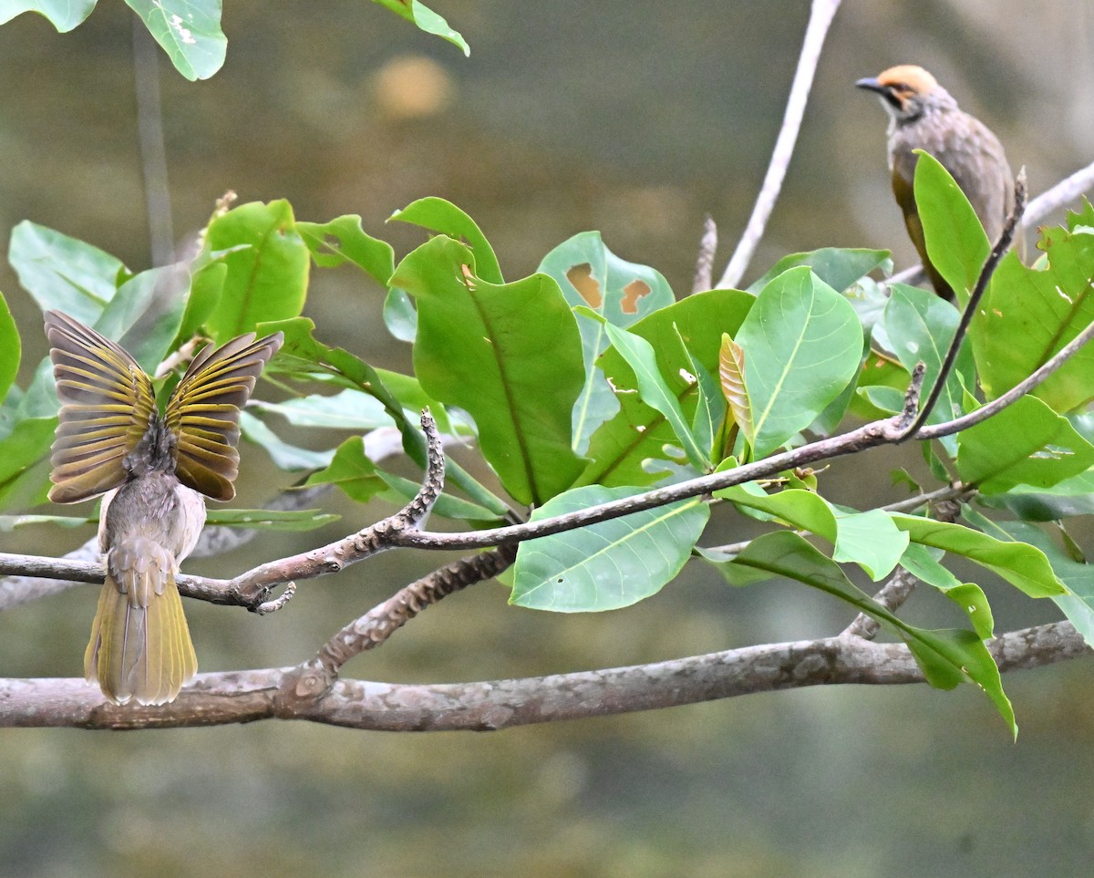 Straw-headed Bulbul - ML641052579