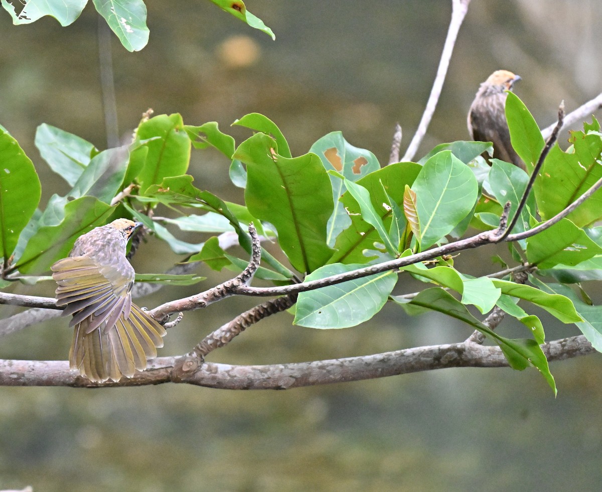 Straw-headed Bulbul - ML641052581