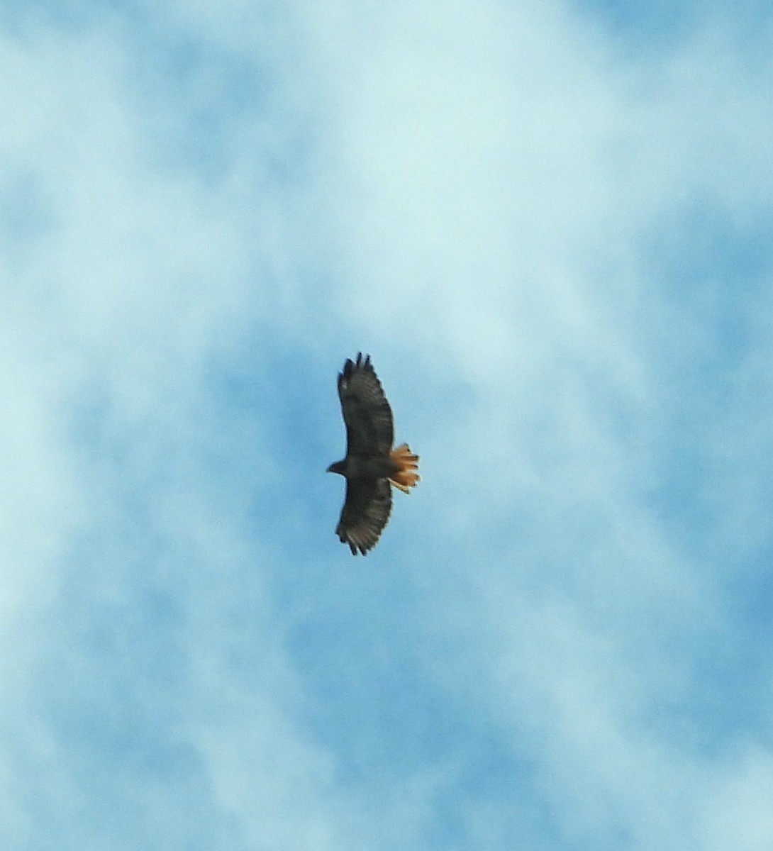 Red-tailed Hawk - ML641052588