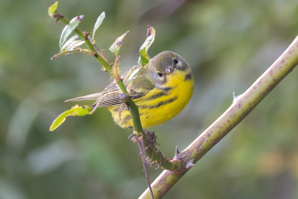 Prairie Warbler - ML641052602