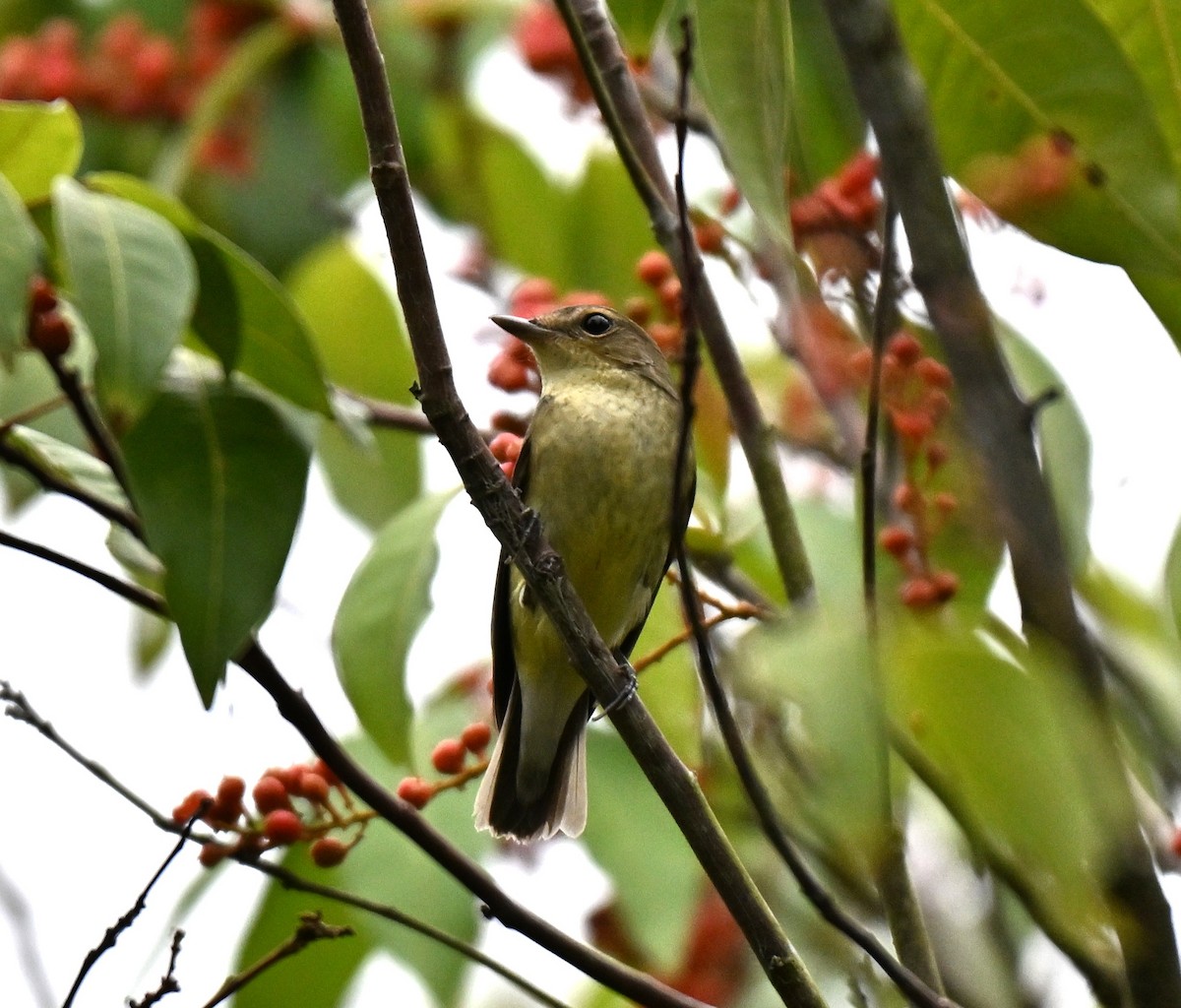Yellow-rumped Flycatcher - ML641052613