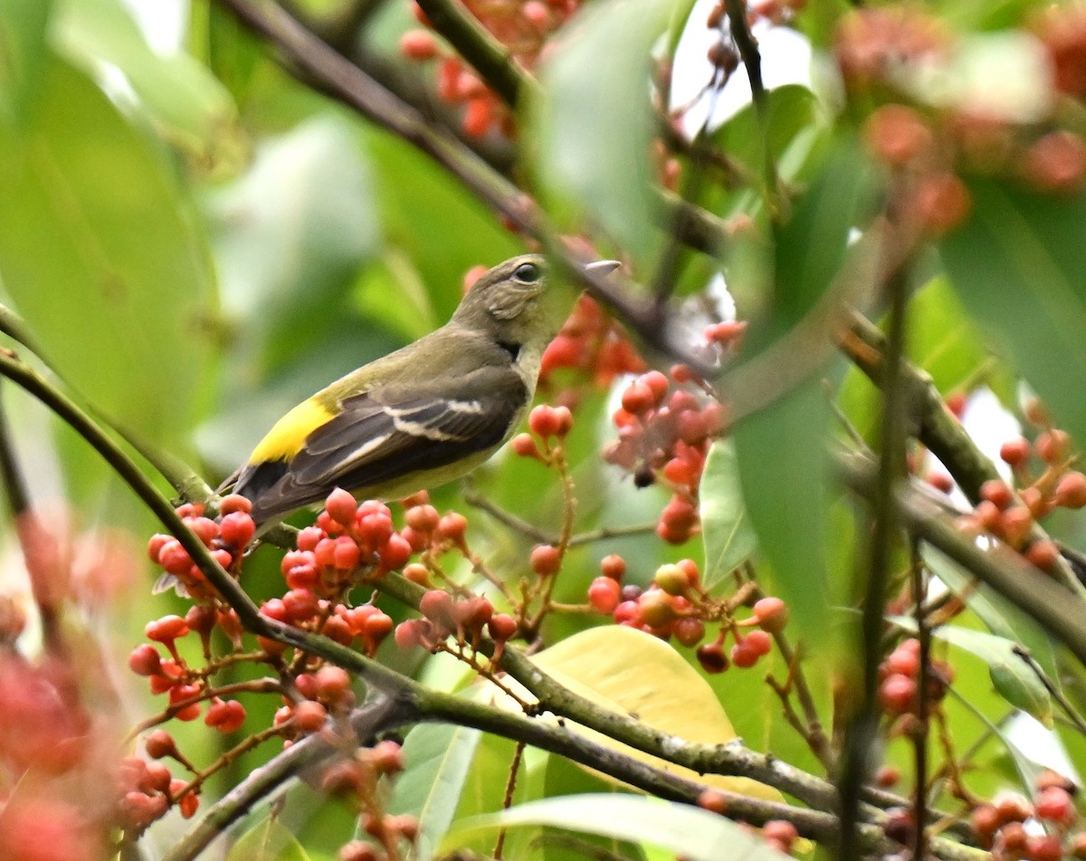 Yellow-rumped Flycatcher - ML641052614