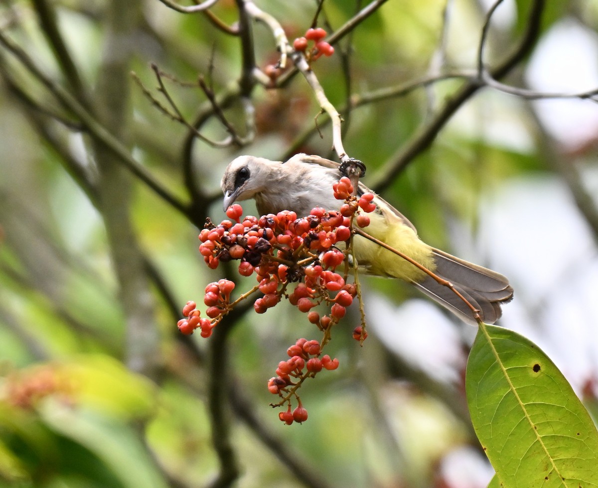 Yellow-vented Bulbul - ML641052635