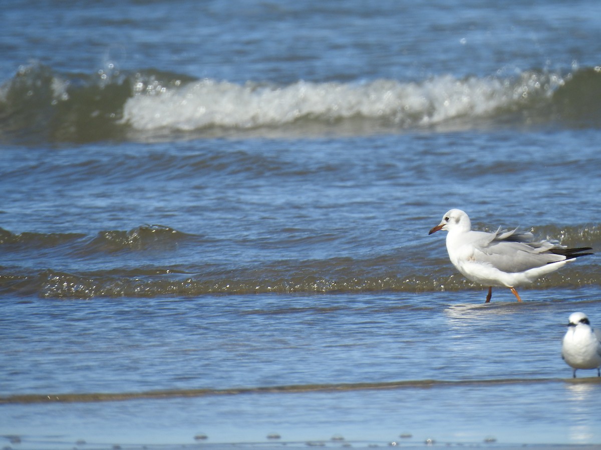 Gray-hooded Gull - ML641052639