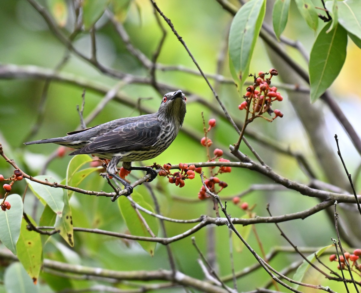 Asian Glossy Starling - ML641052641