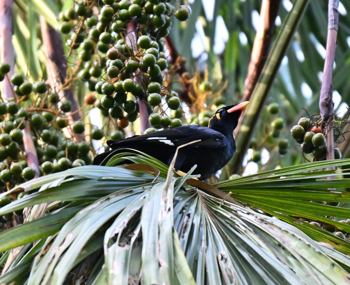 Common Hill Myna - ML641052644