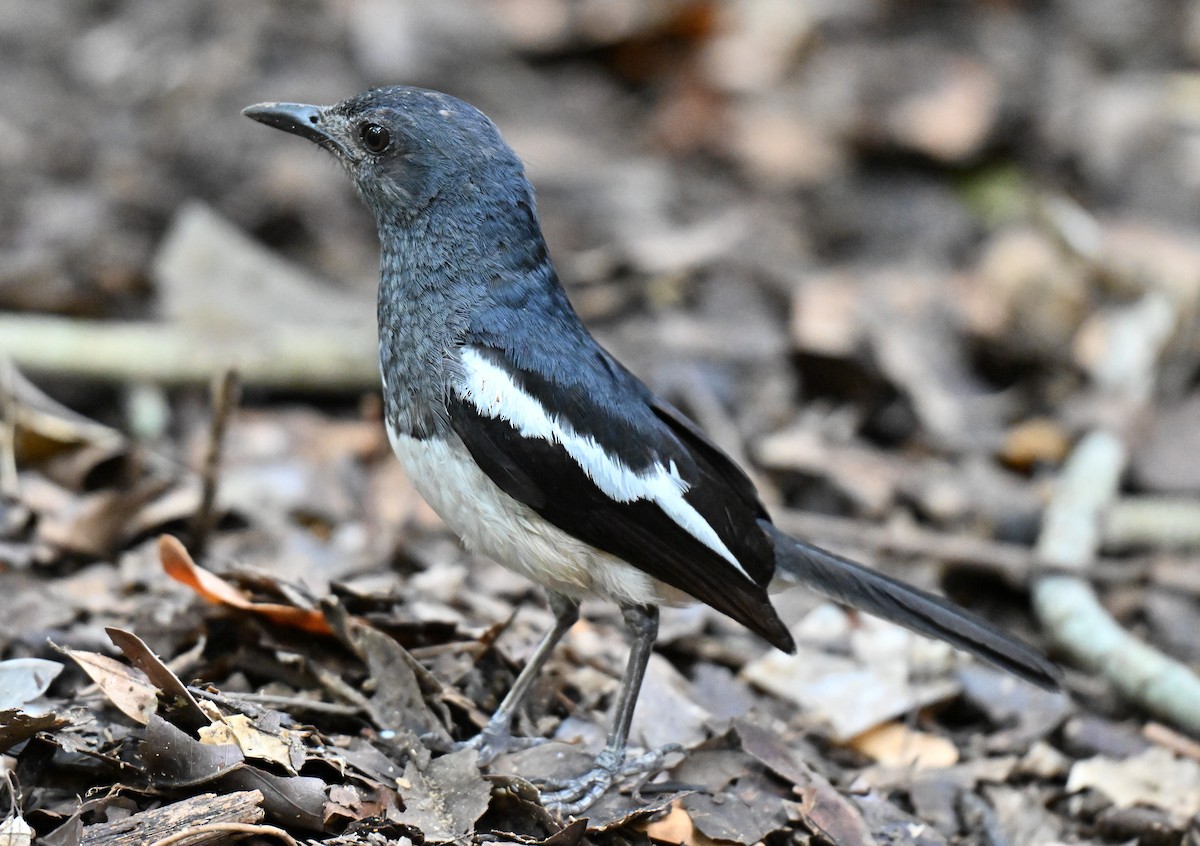 Oriental Magpie-Robin - ML641052649