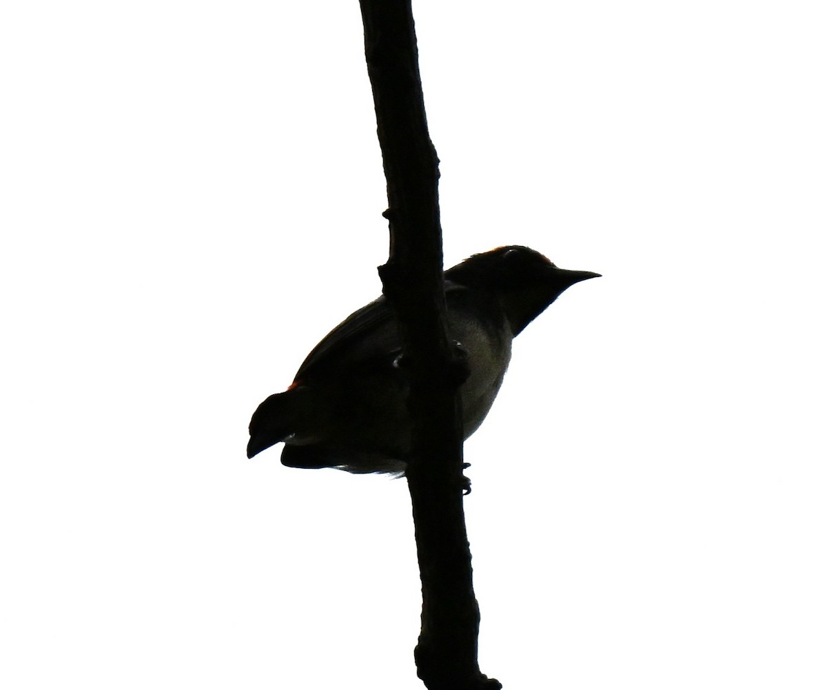 Scarlet-backed Flowerpecker - ML641052658