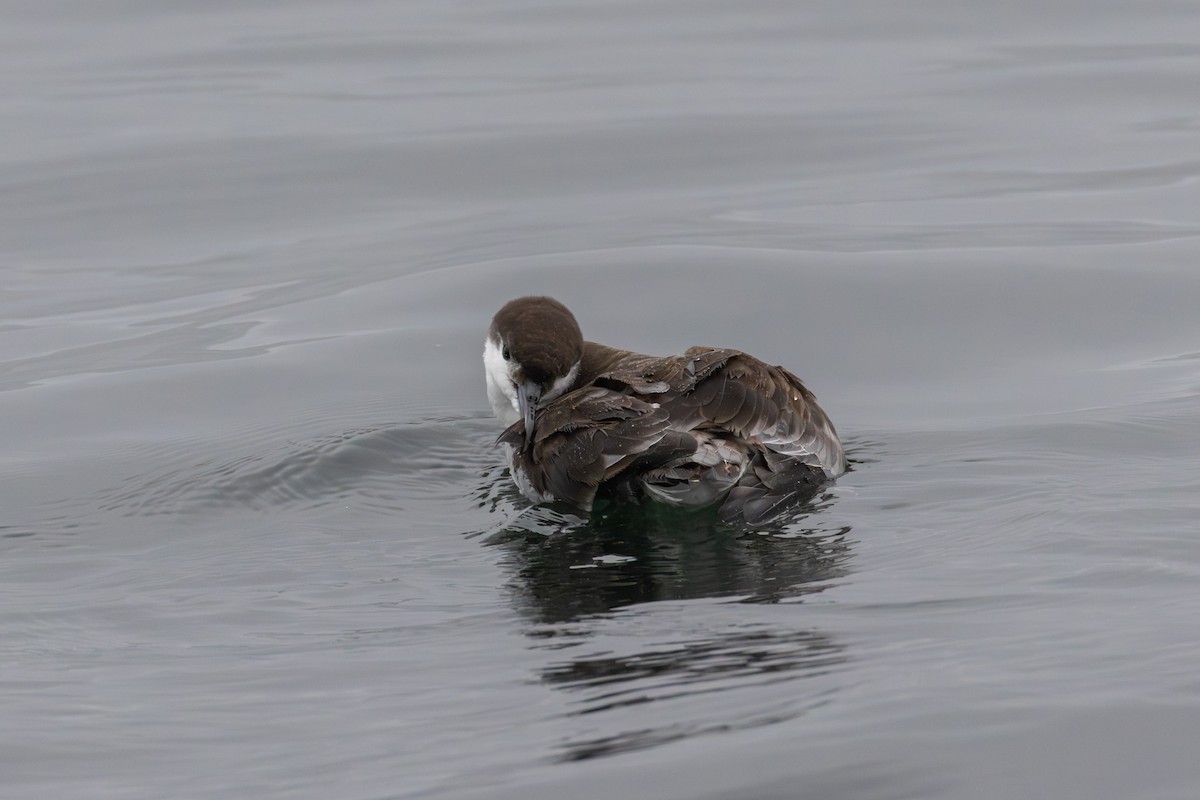 Buller's Shearwater - ML641052663