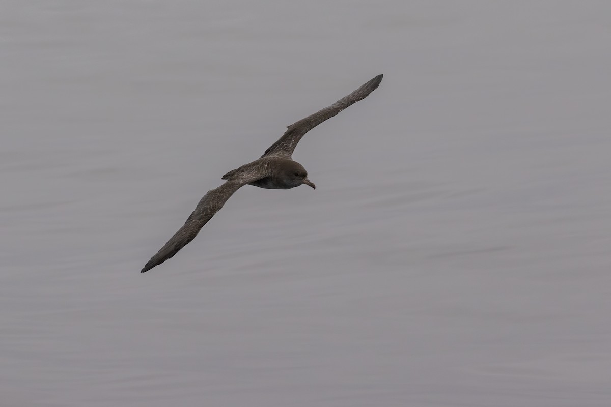 Pink-footed Shearwater - ML641052681