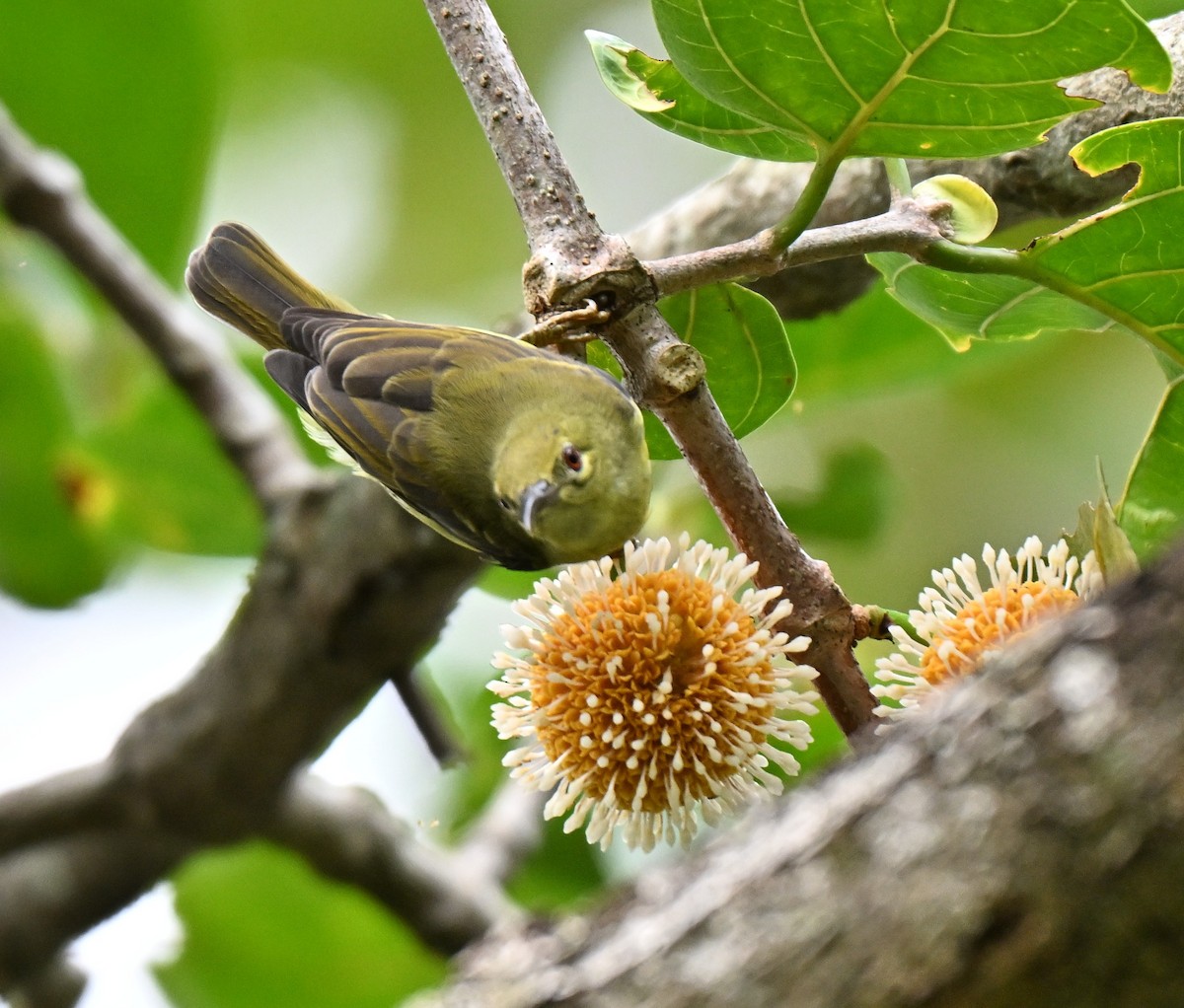 Brown-throated Sunbird - ML641052685