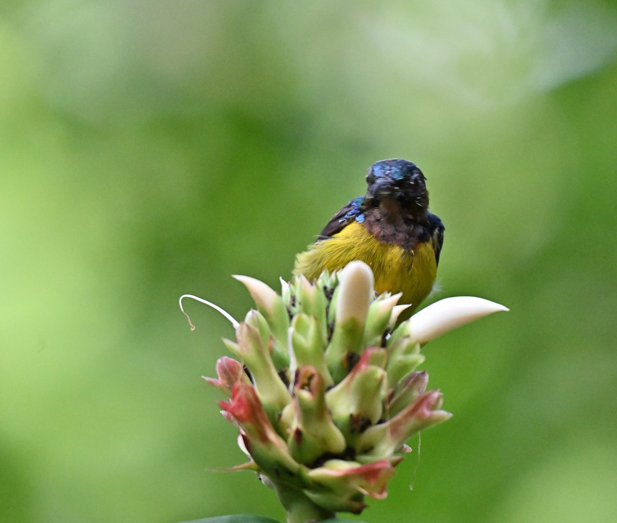 Brown-throated Sunbird - ML641052696