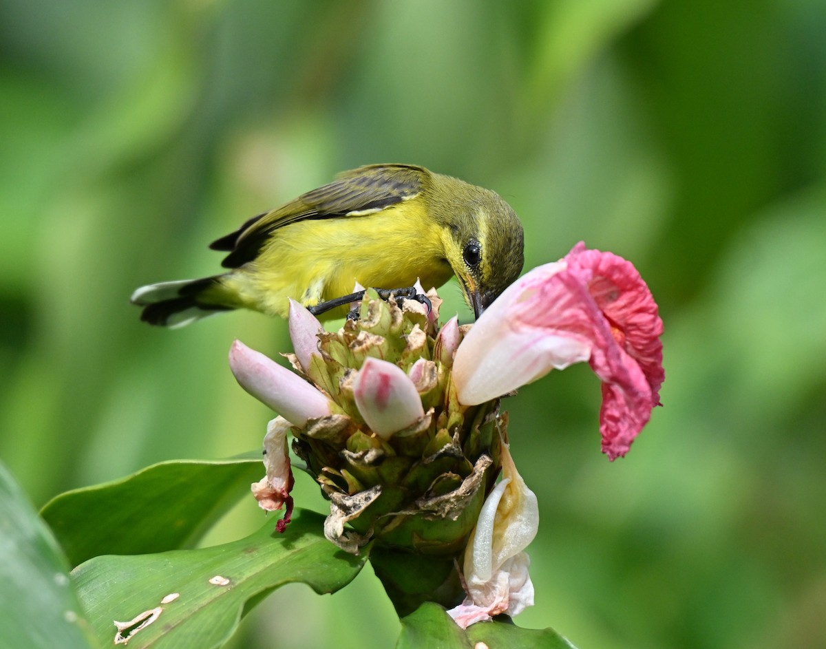 Ornate Sunbird - ML641052708