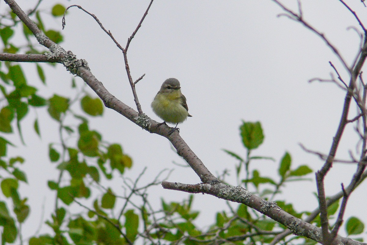 Philadelphia Vireo - ML641052711