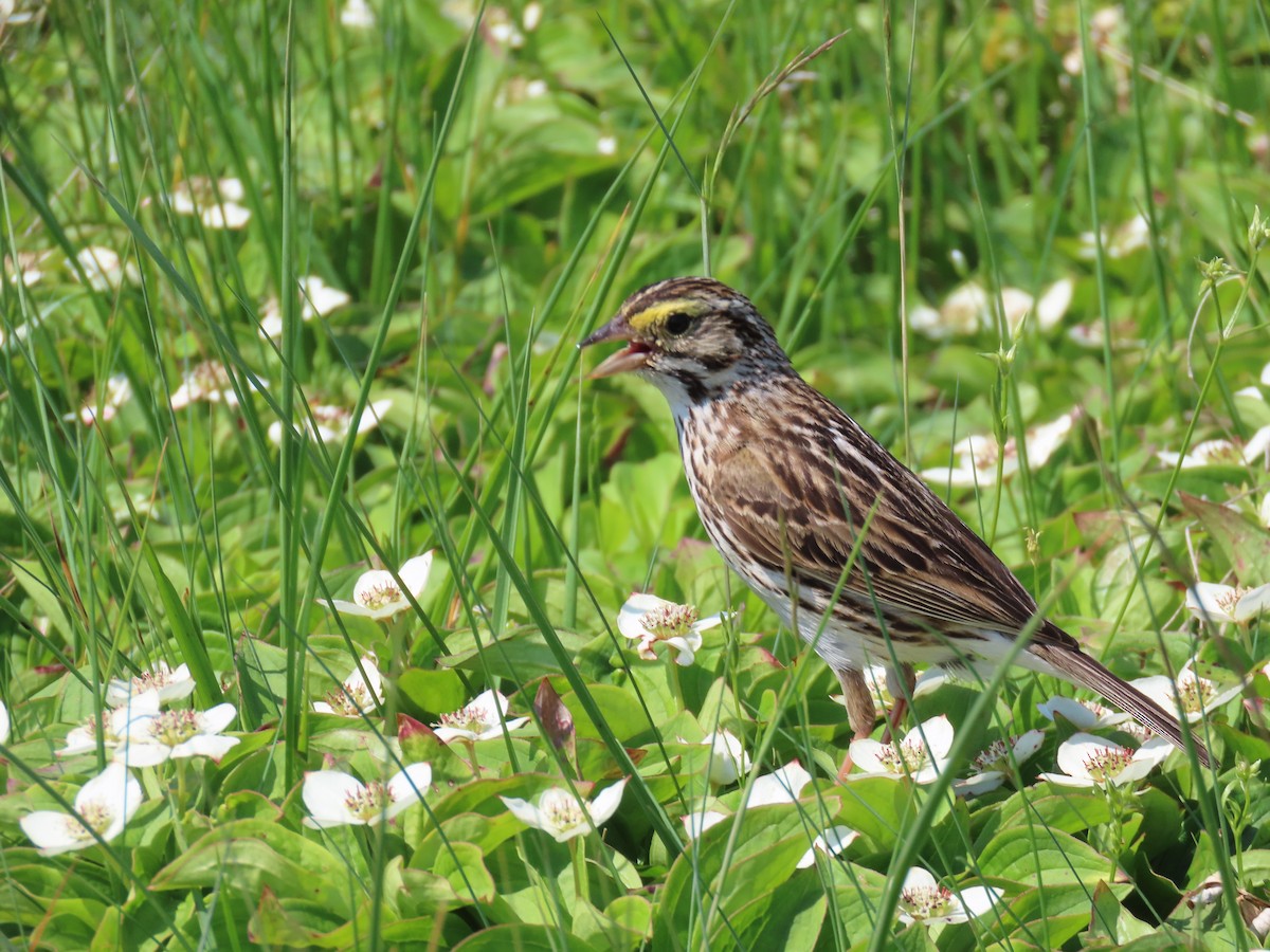Savannah Sparrow - ML641052741