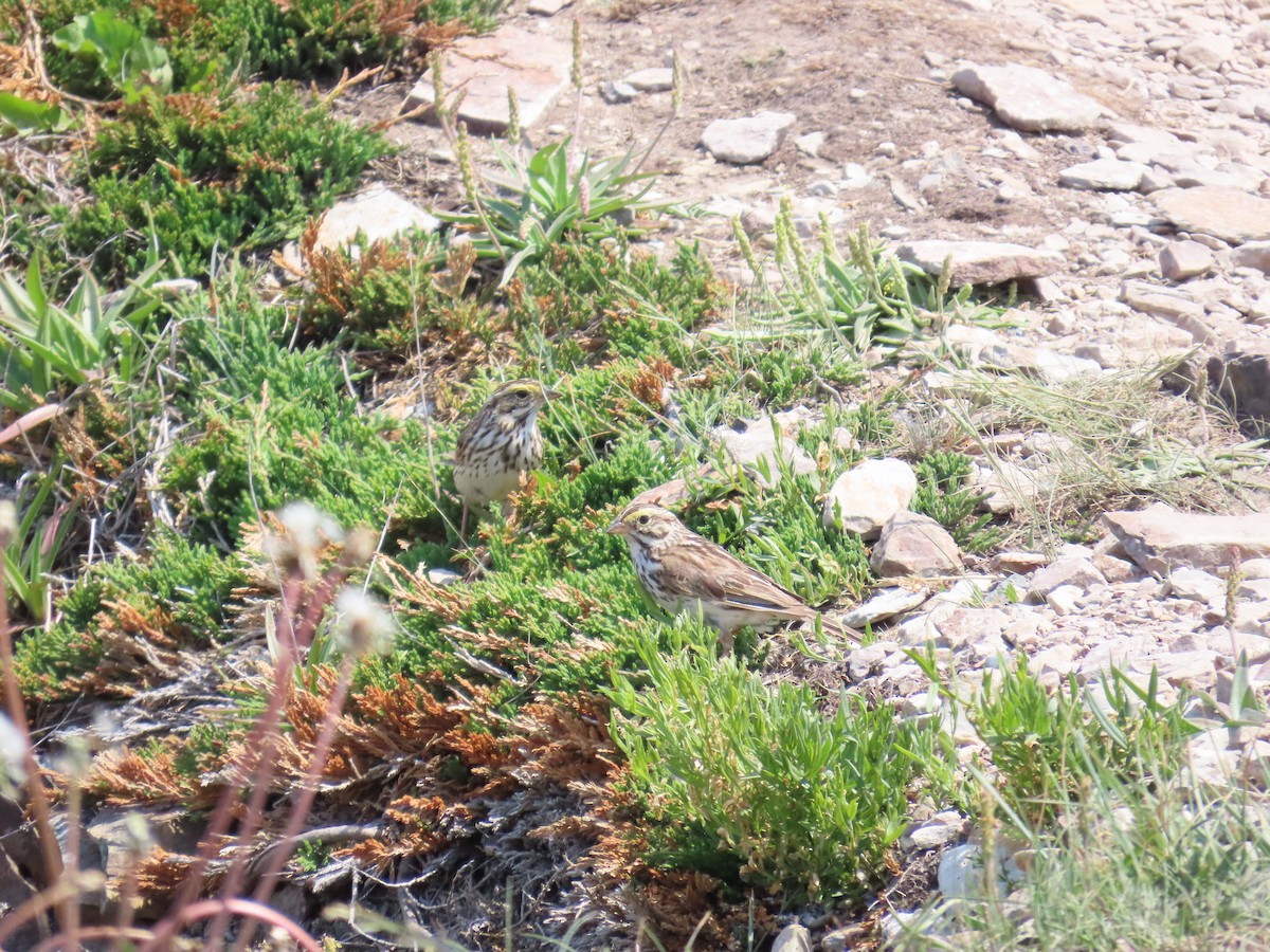 Savannah Sparrow - ML641052742