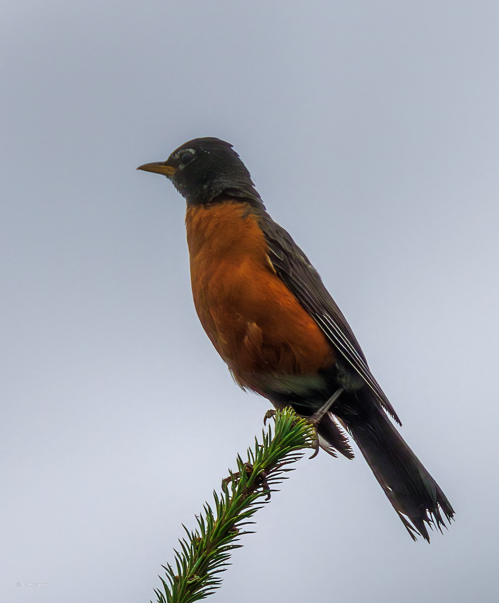 American Robin - ML641052754