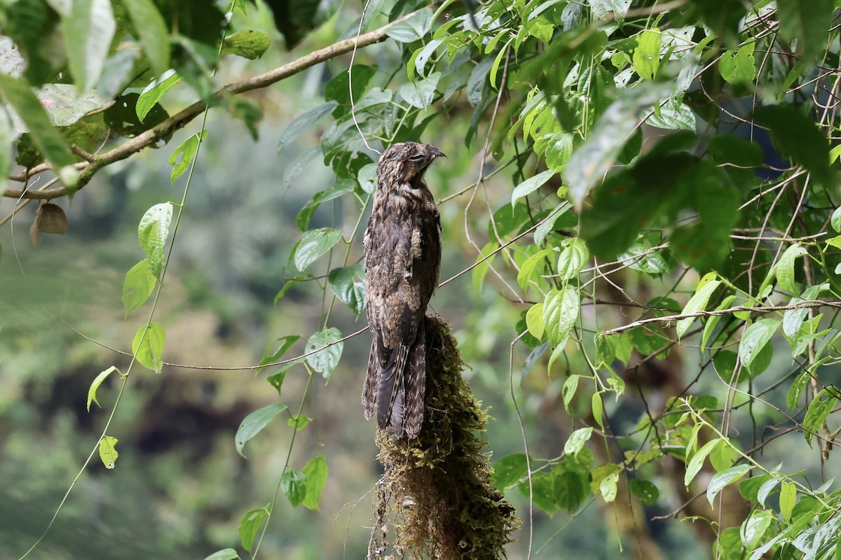 Common Potoo - ML641052819