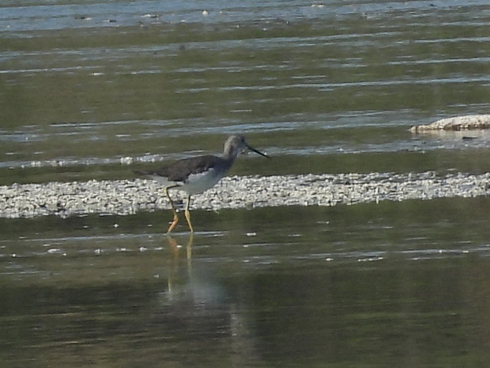 Greater Yellowlegs - ML641052822