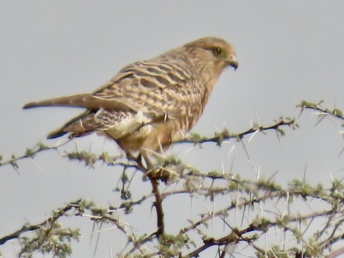 Greater Kestrel - ML641052825