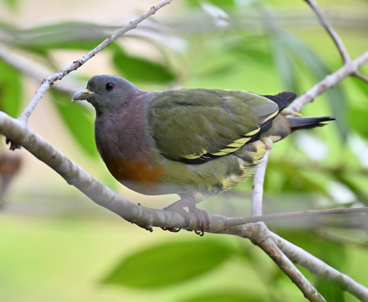 Pink-necked Green-Pigeon - ML641052828
