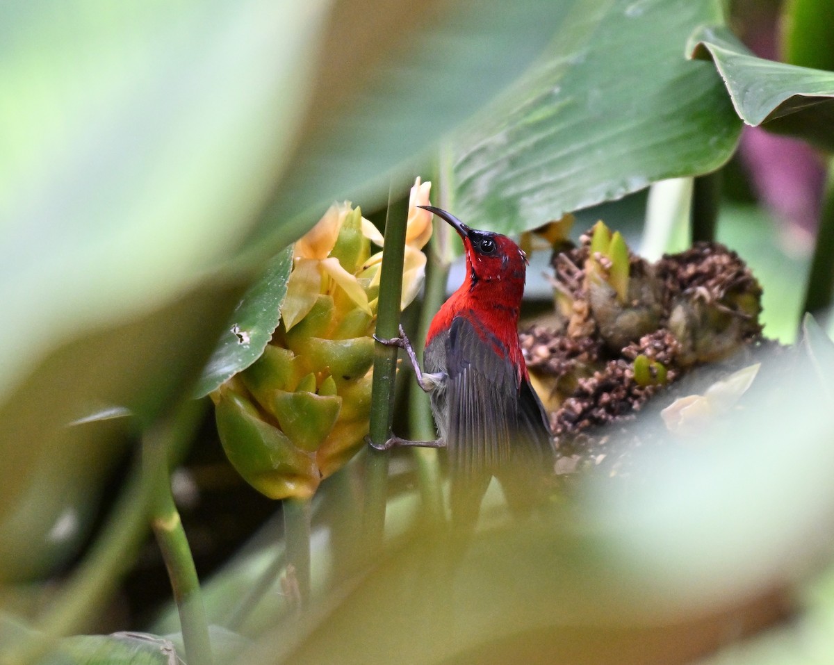 Crimson Sunbird - ML641052855