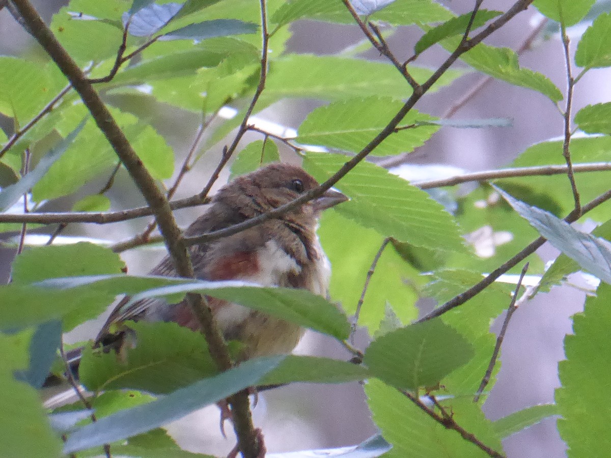 Eastern Towhee - ML641052861