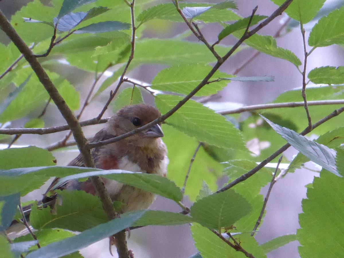 Eastern Towhee - ML641052865
