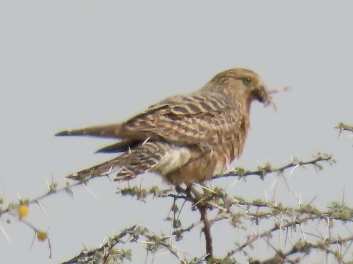 Greater Kestrel - ML641052907