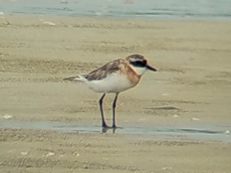 Tibetan Sand-Plover - ML641052926