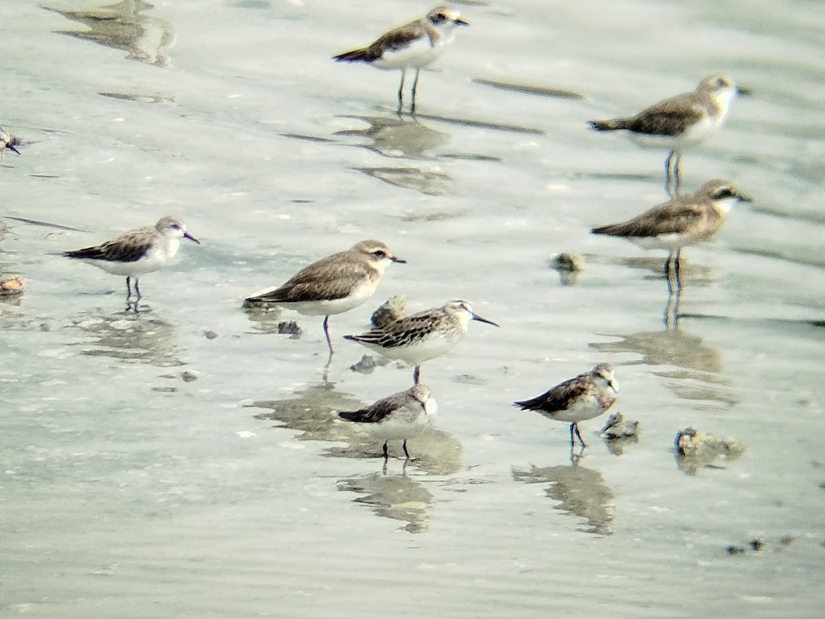 Tibetan Sand-Plover - ML641052927