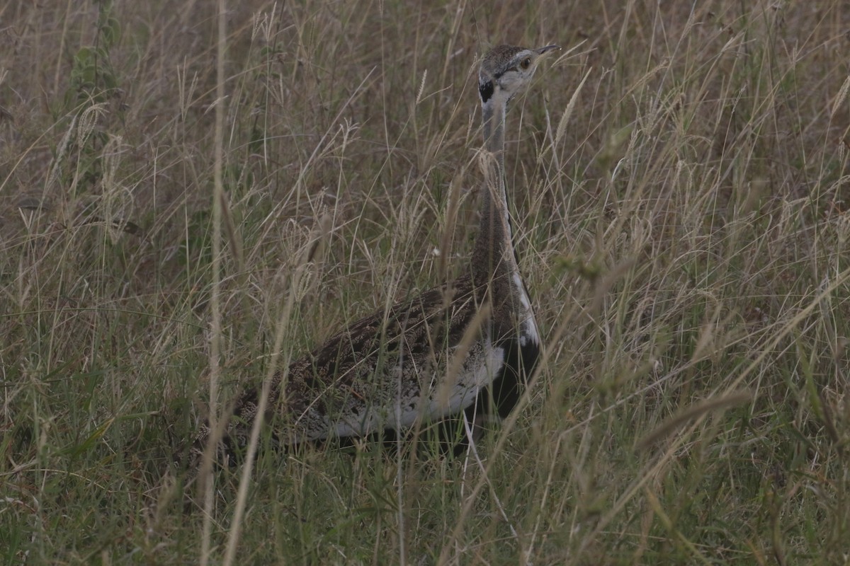 Hartlaub's Bustard - ML641052951
