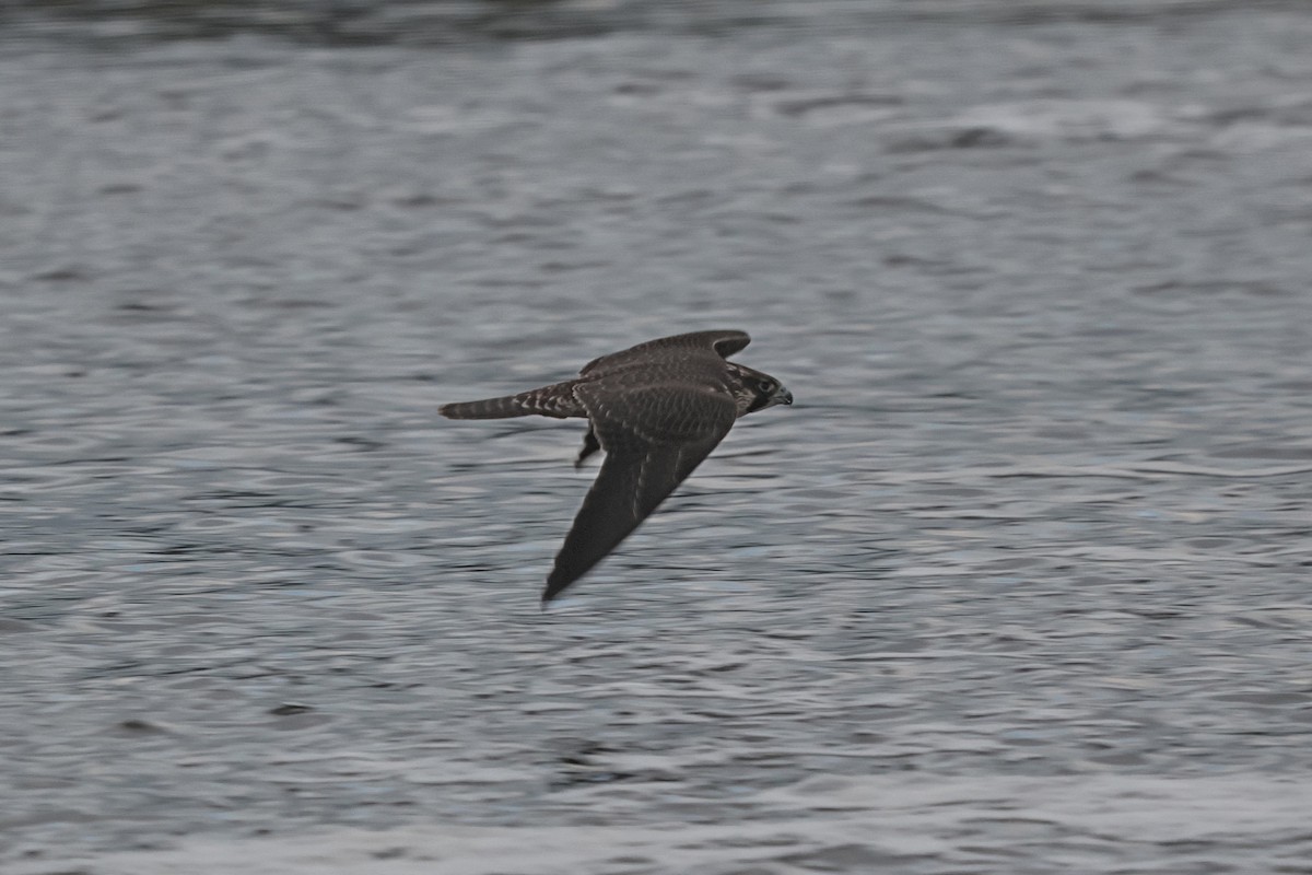 Peregrine Falcon - ML641052984