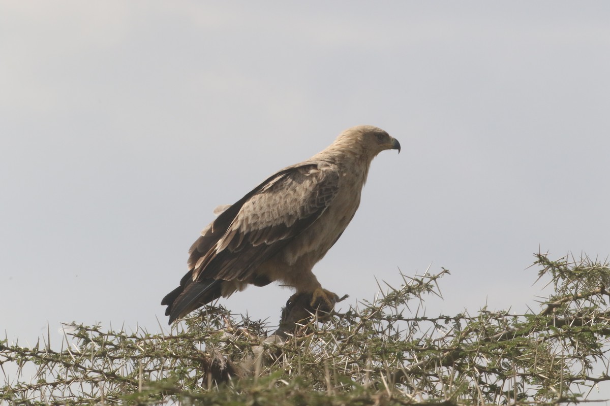 Tawny Eagle - ML641053007