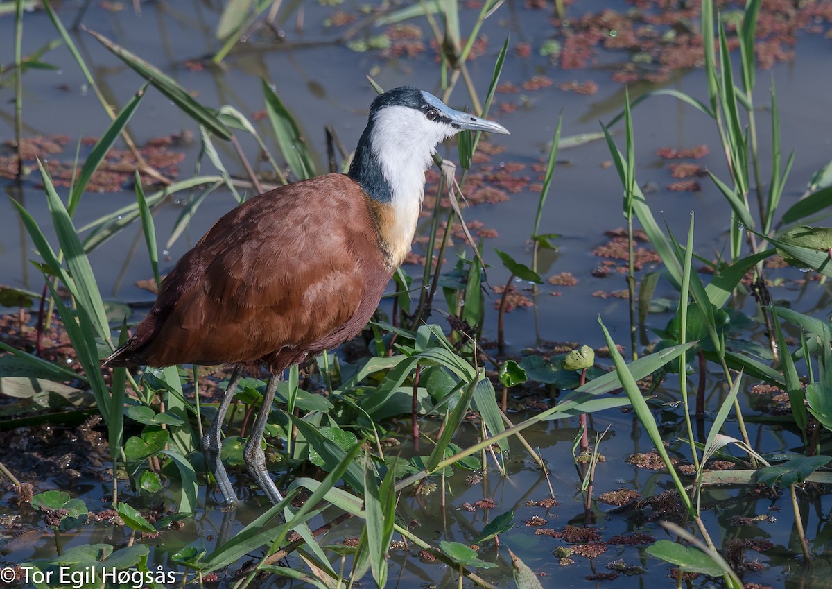 African Jacana - ML64105301