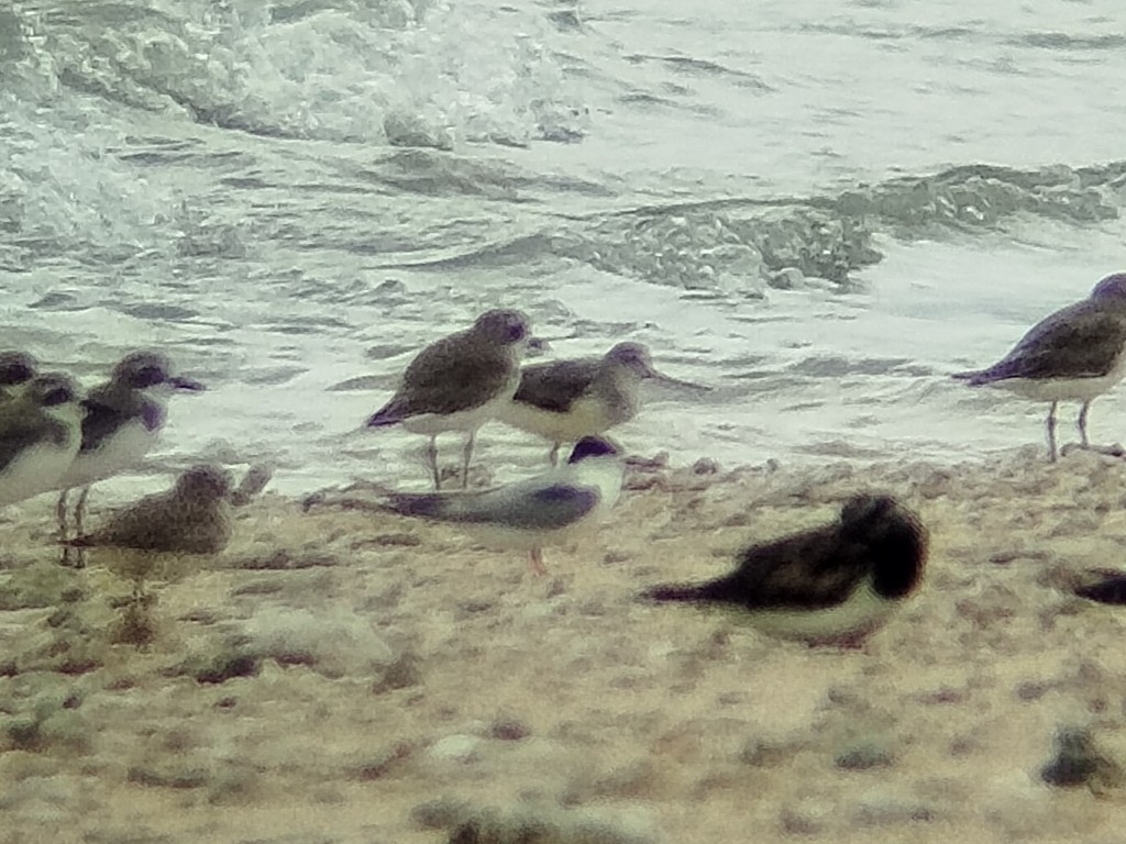 Terek Sandpiper - ML641053037