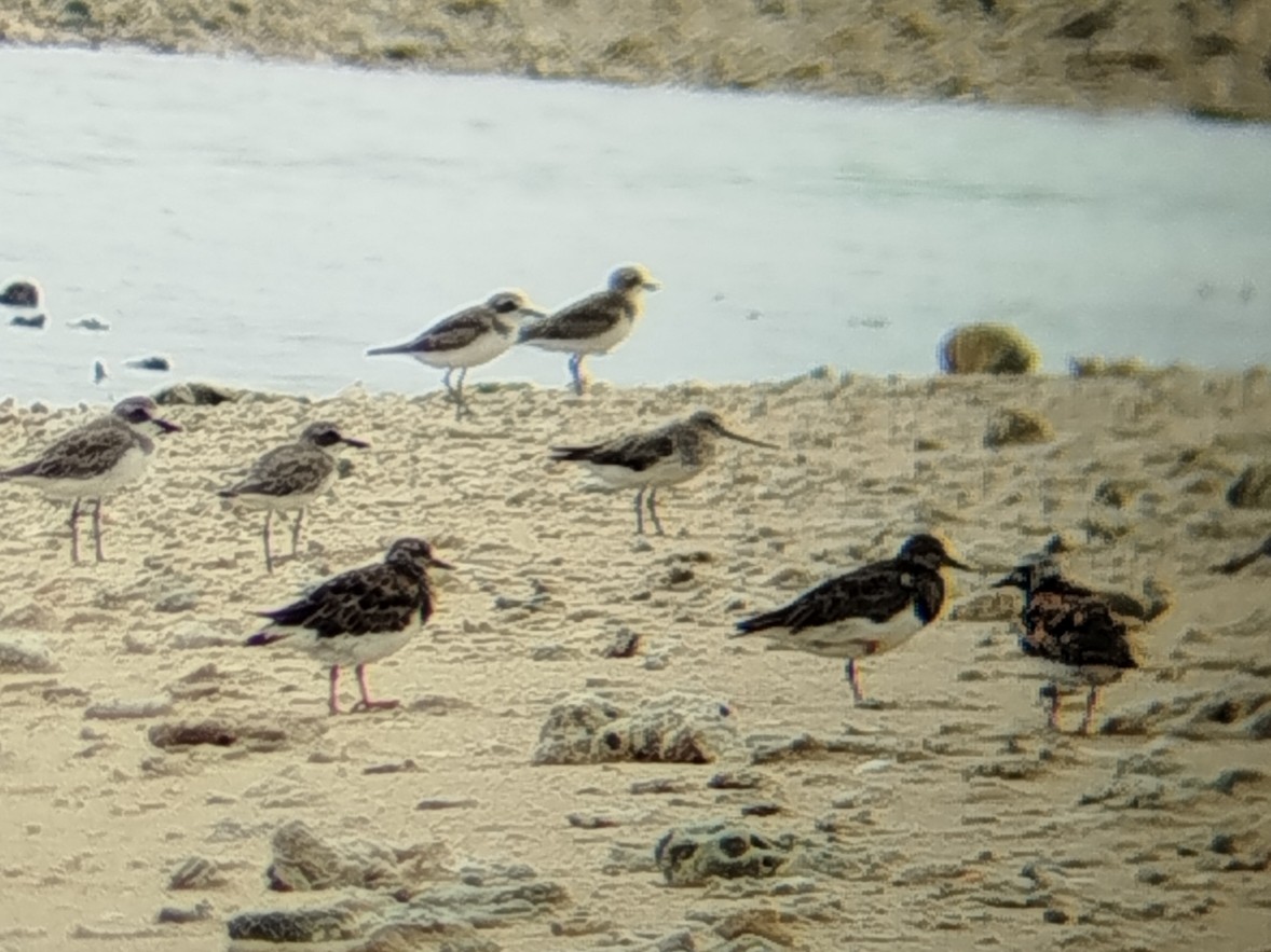 Terek Sandpiper - ML641053038