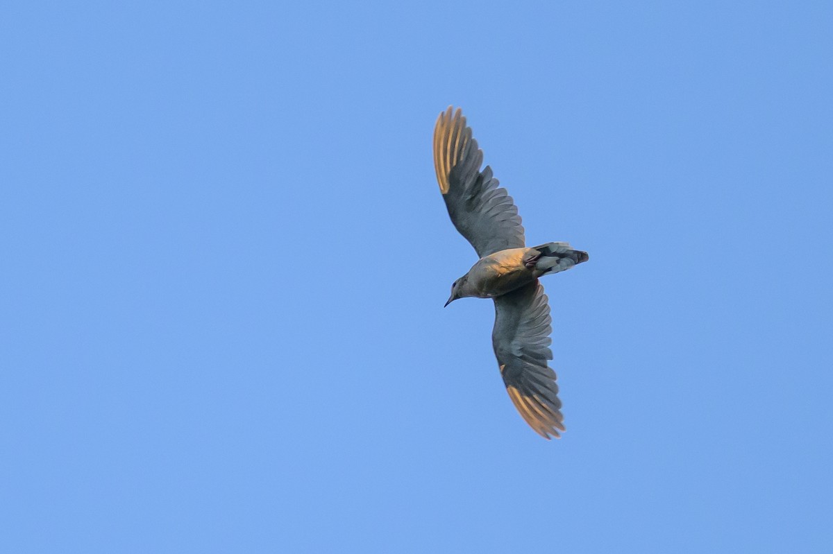 Mourning Dove - ML641053055