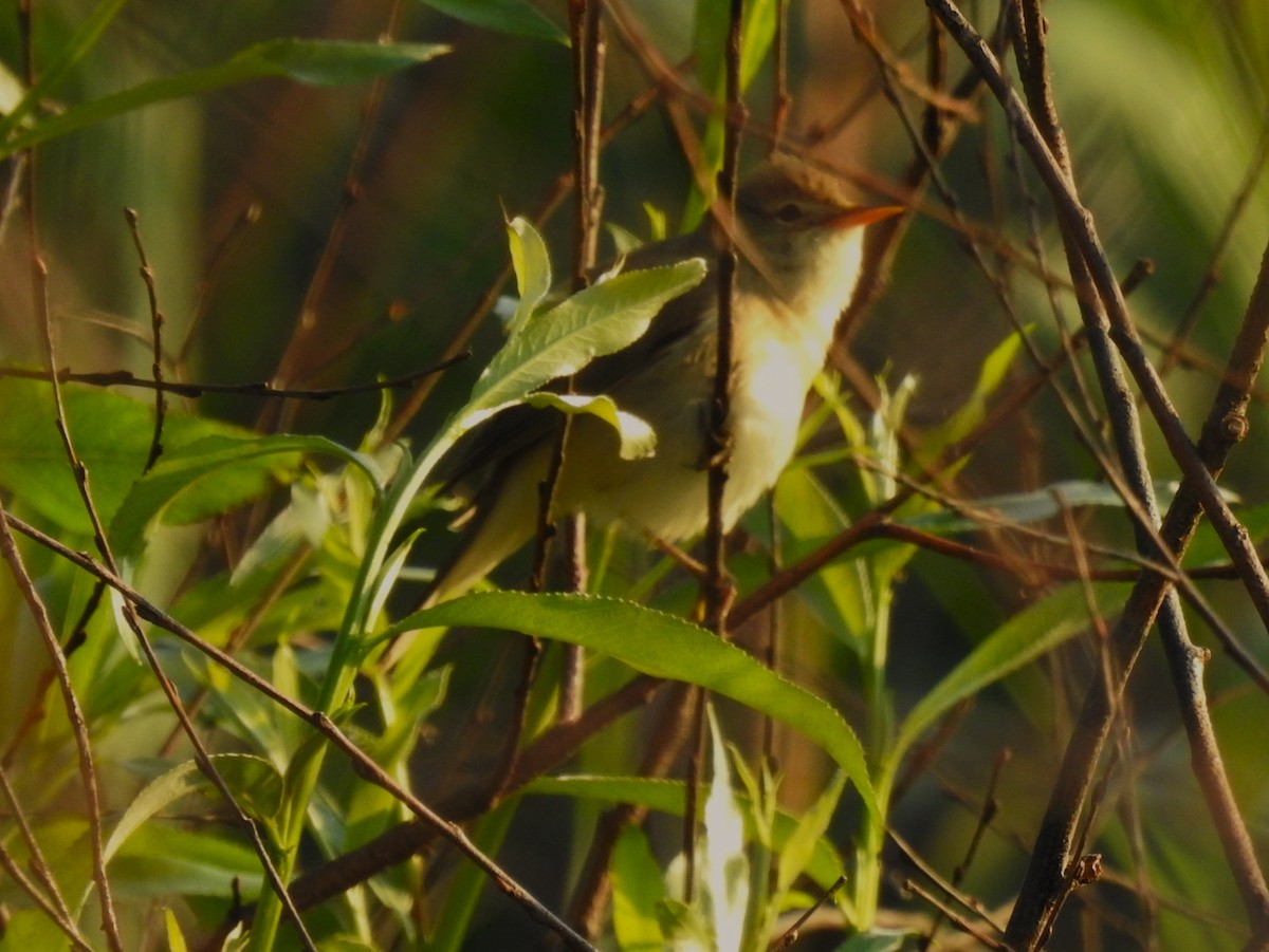 Eastern Olivaceous Warbler - ML641053056