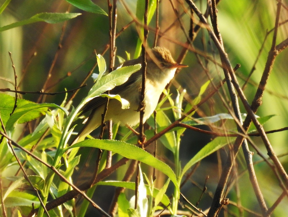 Eastern Olivaceous Warbler - ML641053065