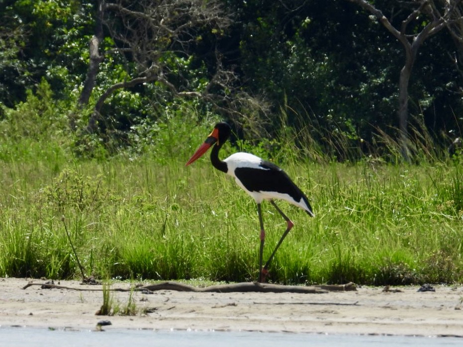 Saddle-billed Stork - ML641053074