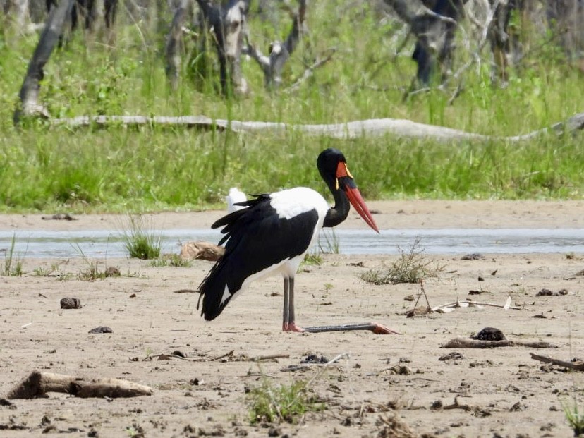 Saddle-billed Stork - ML641053075