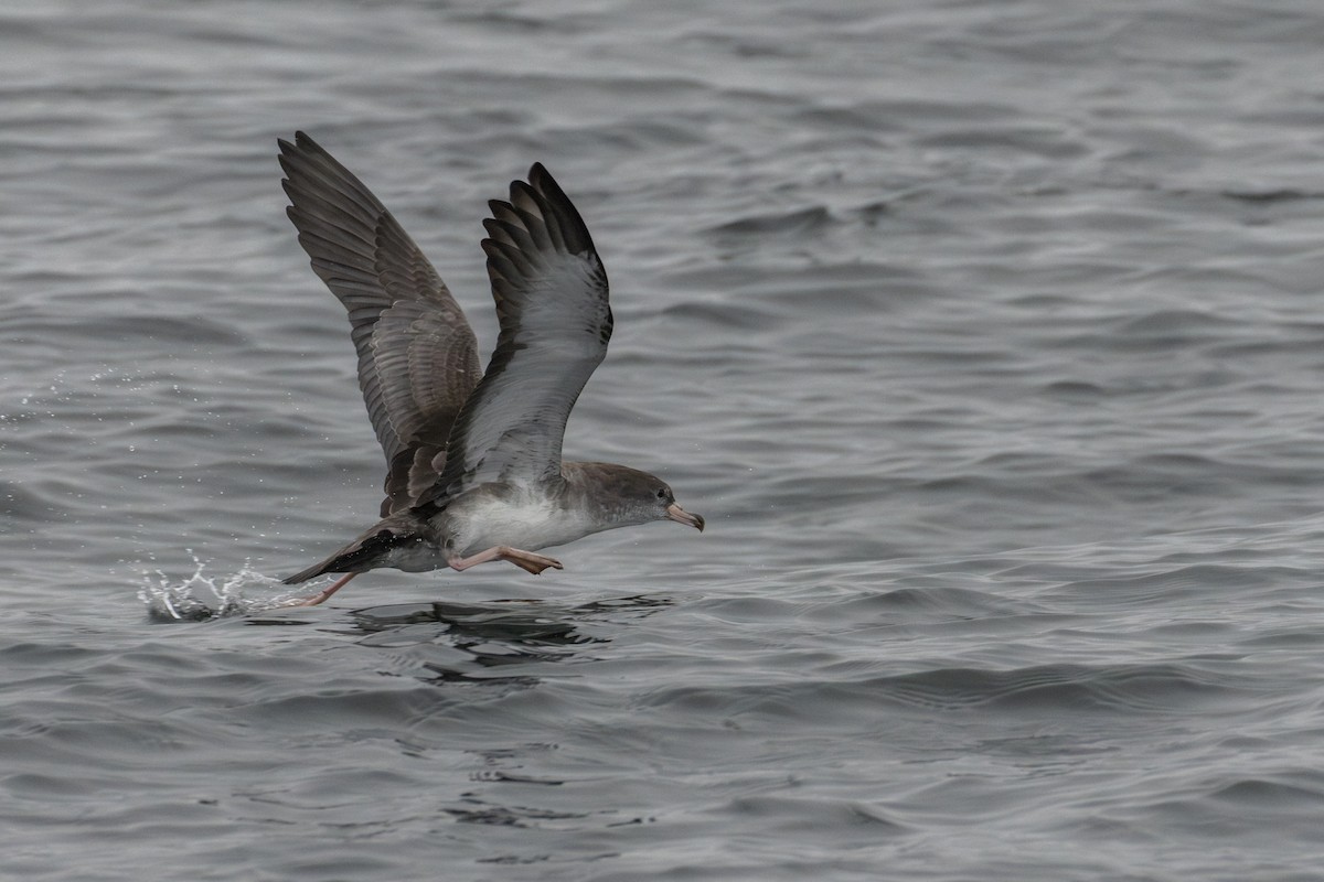 Pink-footed Shearwater - ML641053088