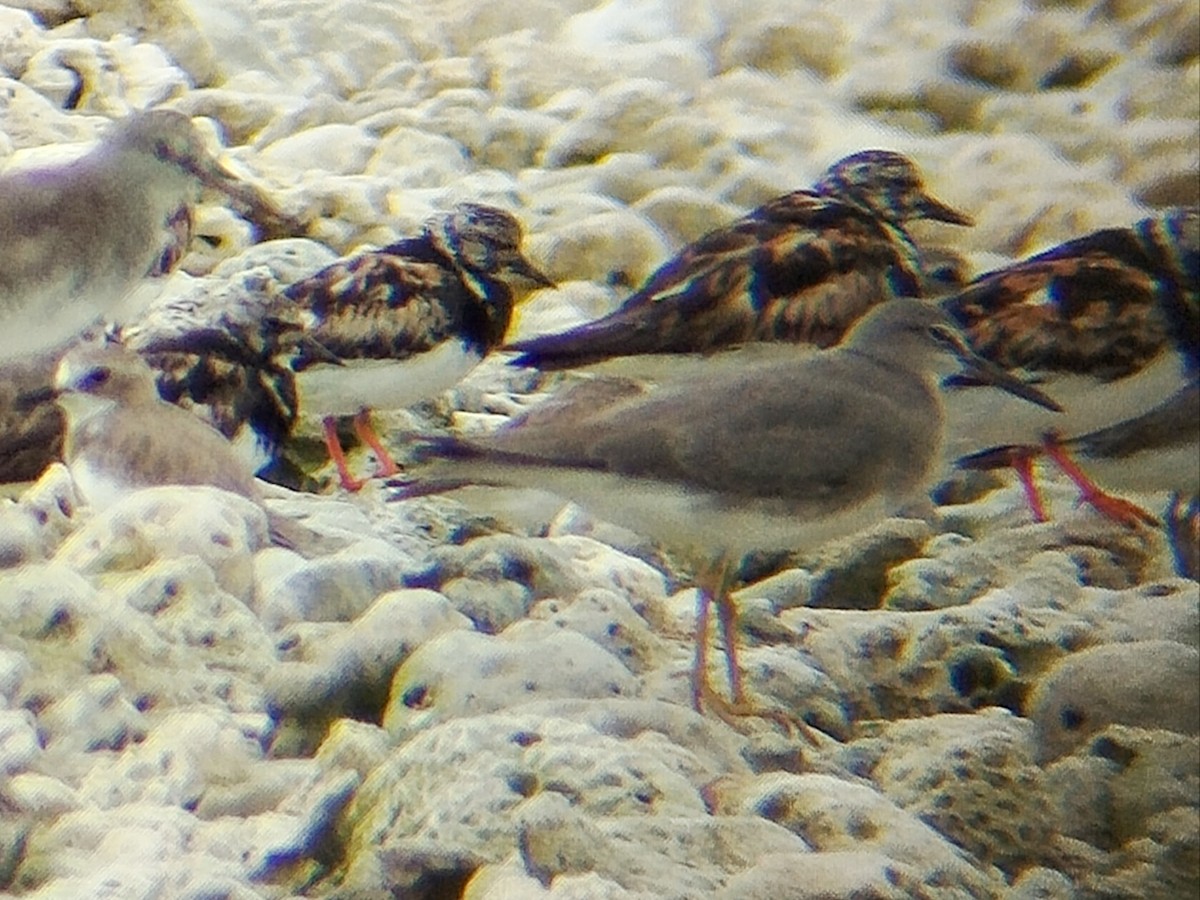 Gray-tailed Tattler - ML641053096