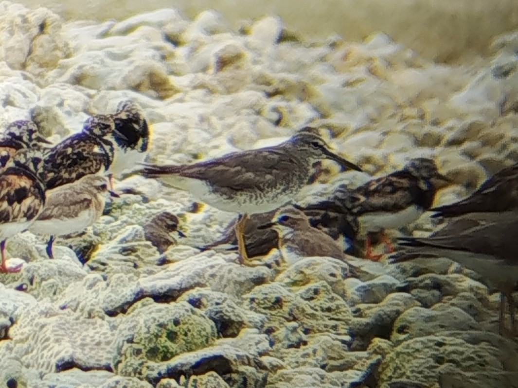 Gray-tailed Tattler - ML641053097