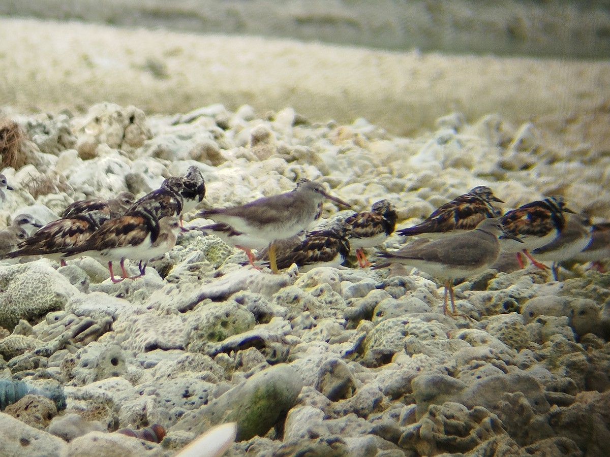 Gray-tailed Tattler - ML641053098