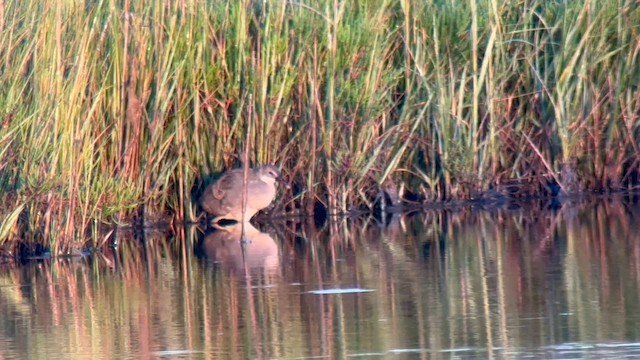 Clapper Rail (Atlantic Coast) - ML641053104