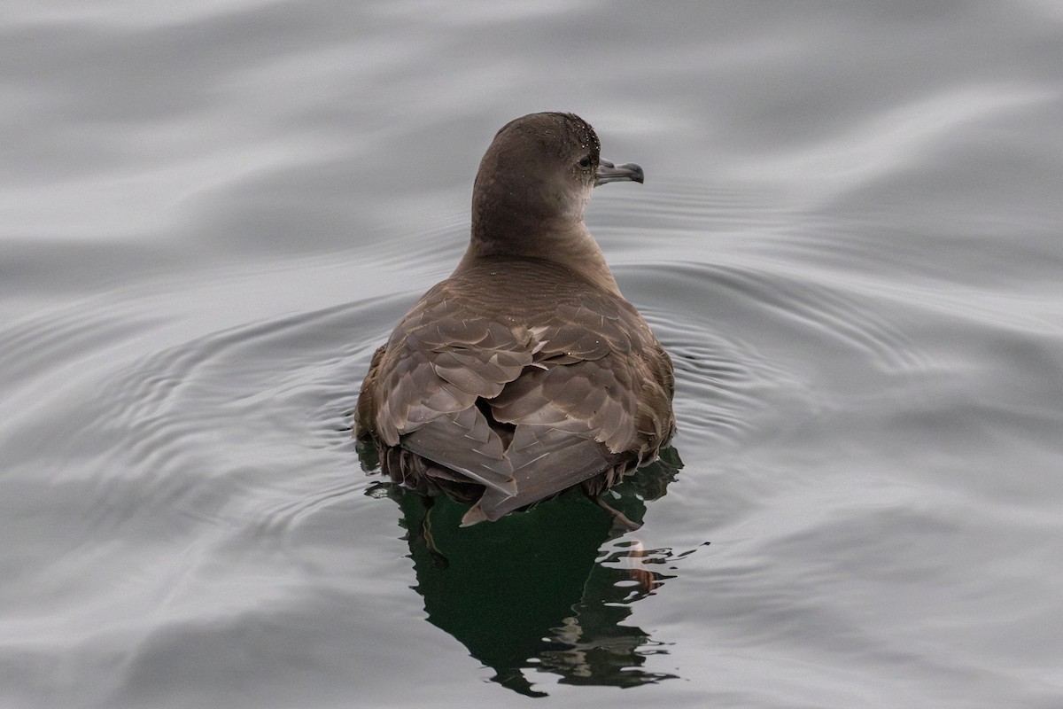 Short-tailed Shearwater - ML641053111